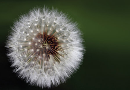 Paardenbloem fotobehang