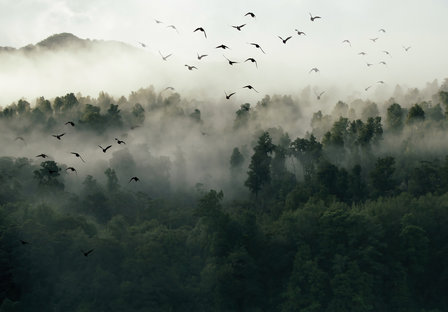 Misty Forest fotobehang Birds