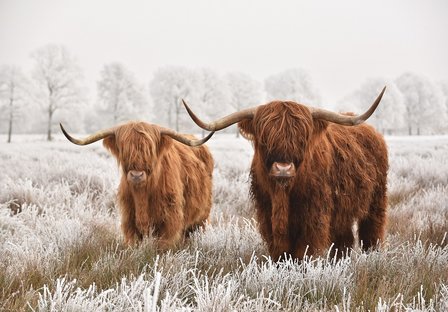 Schotse Hooglanders behang