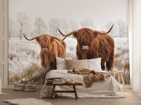 Schotse Hooglanders fotobehang