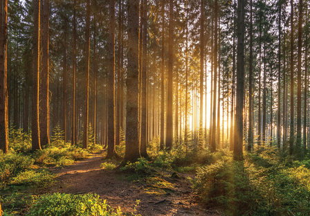 Bos fotobehang Sunrise