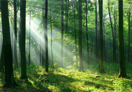 Fotobehang Bos met zonnestralen