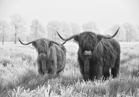 Schotse Hooglanders fotobehang zwart/wit