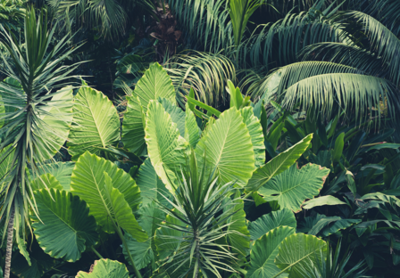 Grote tropische planten fotobehang 