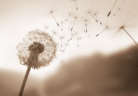 Paardenbloem in de wind fotobehang Sepia