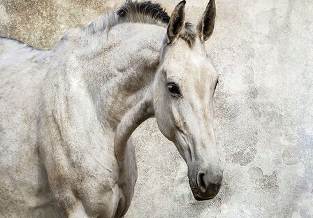 Paarden fotobehang Paardenhoofd