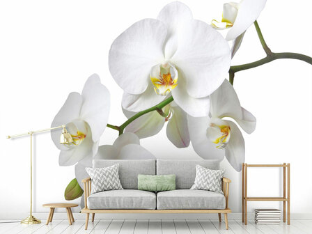 Orchidee fotobehang - wit