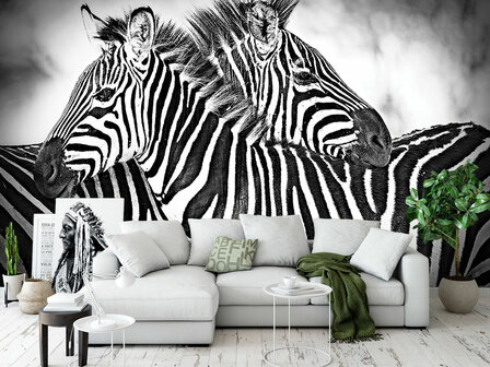 Zebra fotobehang