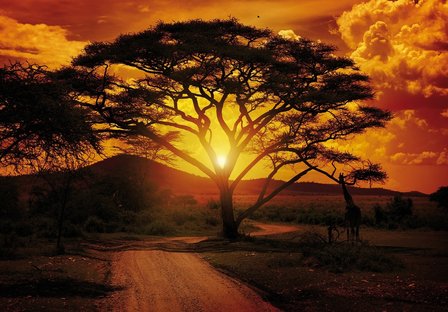 Safari sunset fotobehang