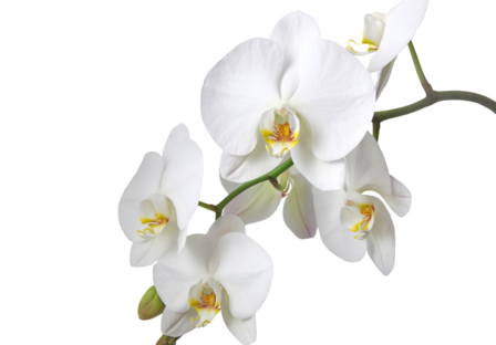 Witte Orchidee fotobehang