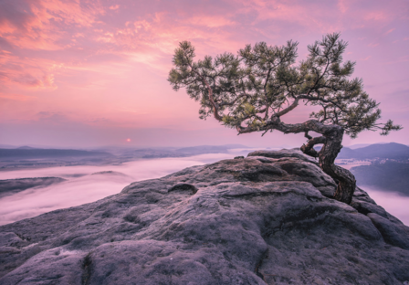 Tree on Rock fotobehang