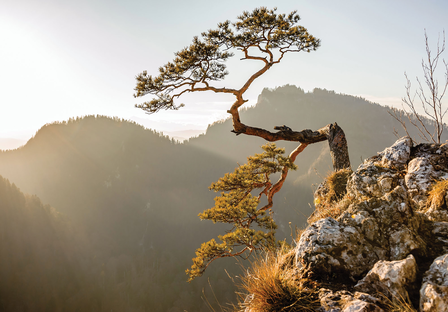 Old Pine Tree fotobehang berg