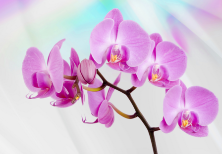 Roze orchidee fotobehang