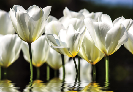 Tulpen fotobehang geel