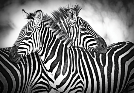 Zebra fotobehang