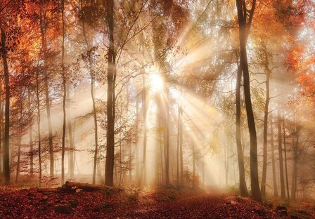 Herfstbos zonnestralen