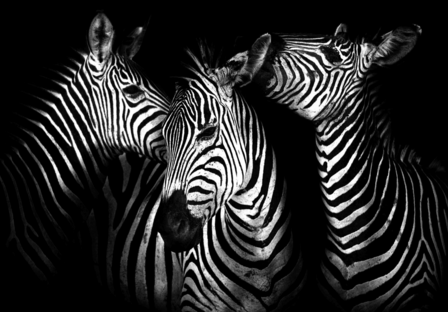 Zebra fotobehang zwart