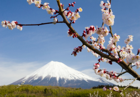 Japanse kersenbloesem fotobehang