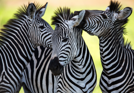 Zebra fotobehang kleur