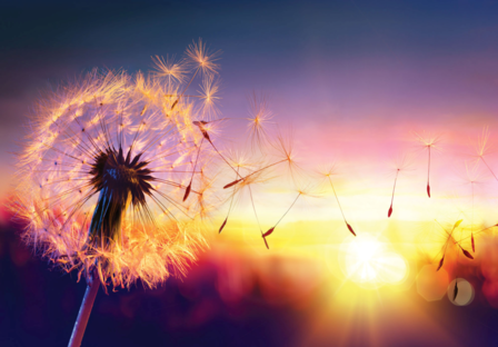 Dandelion fotobehang zonlicht