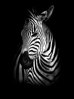 Zebra fotobehang zwart-wit