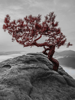 Tree on rock fotobehang red