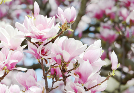 Magnolia fotobehang roze