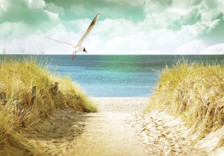 Strand Zeemeeuw fotobehang