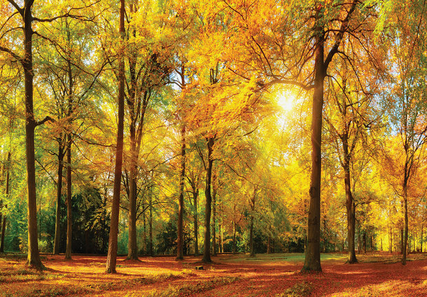 Bos fotobehang Herfstbos