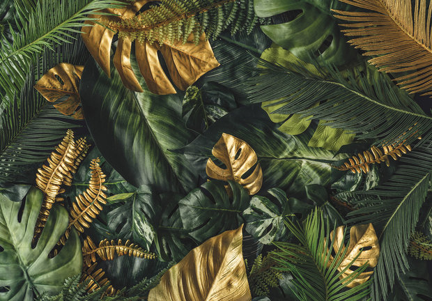 voorwoord Vergissing onregelmatig Monstera bladeren behang Groen Goud | Fotobehang4you - Fotobehang4you