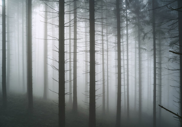 Bos fotobehang Bomen in de mist