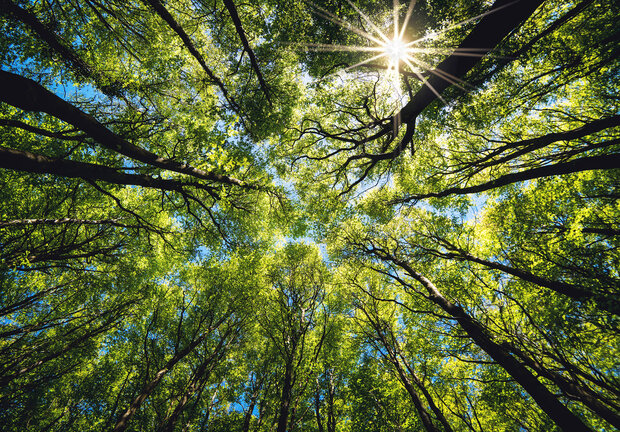 Onder de bomen fotobehang