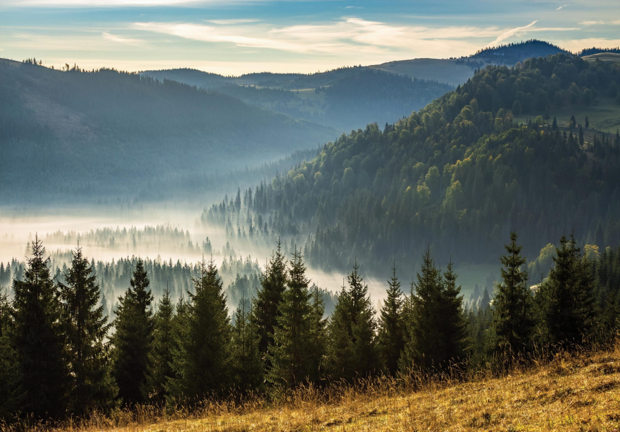 Naaldbos met mist fotobehang Karpaten