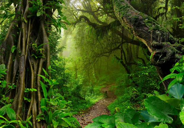 Jungle bospad fotobehang