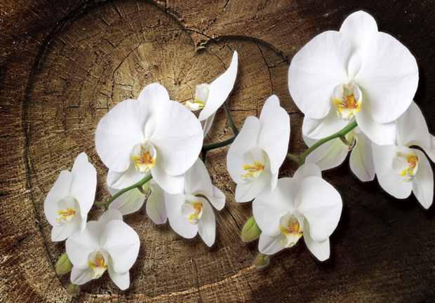 Orchidee op hout fotobehang