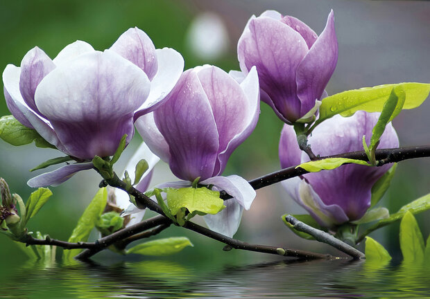 Magnolia fotobehang