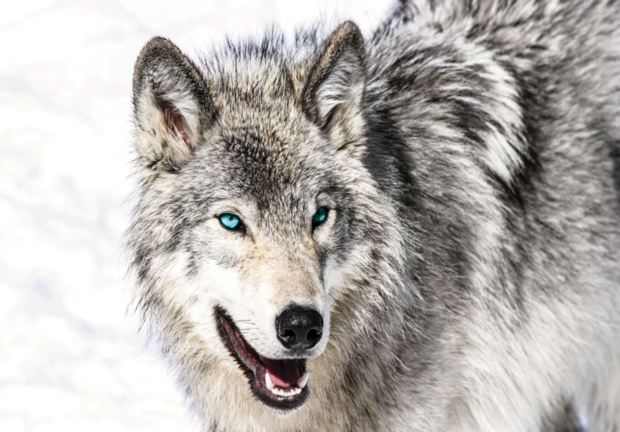 Wolf fotobehang blauw