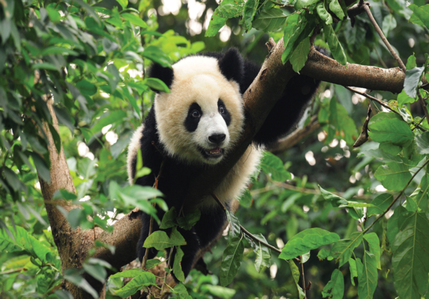 Panda fotobehang