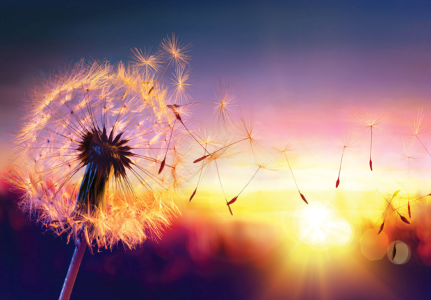 Dandelion fotobehang zonlicht