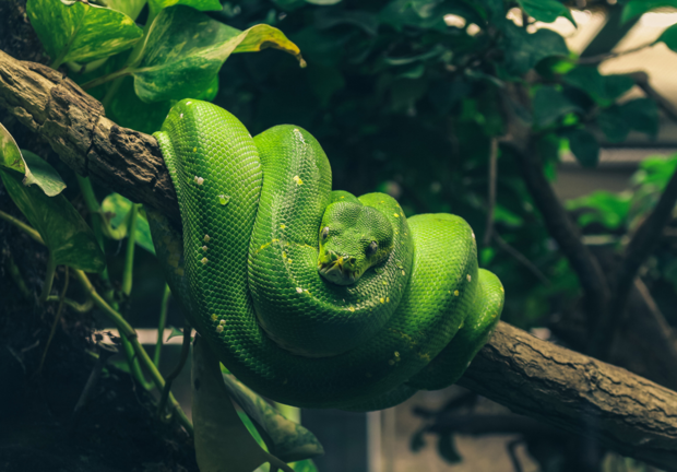 Groene boompython fotobehang