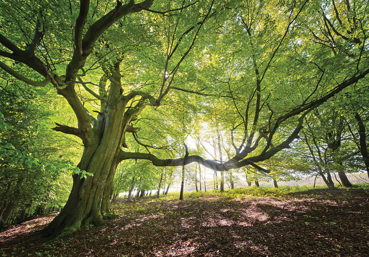 Verwonderend Boom in bos fotobehang - Fotobehang4you JT-63